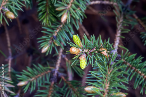 Pine buds. Christmas tree cones. Spruce buds in spring. Background spruce lumps.
