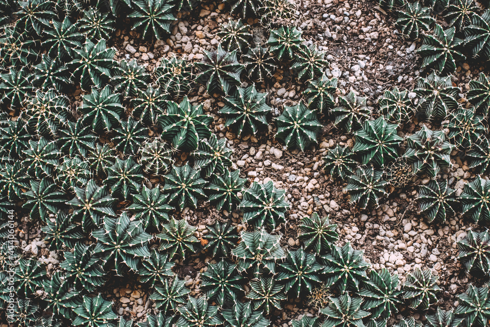 Top view cactus in the garden with dark film and noise, grains texture for background. Top view cactus in the garden with dark film and noise, grains texture for background.