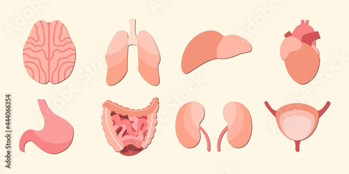 Internal human organs. Brain, lungs, liver, heart, stomach, intestines, kidneys, bladder. Vector flat illustration. Perfect for flyer, medical brochure, banner, landing page, website
