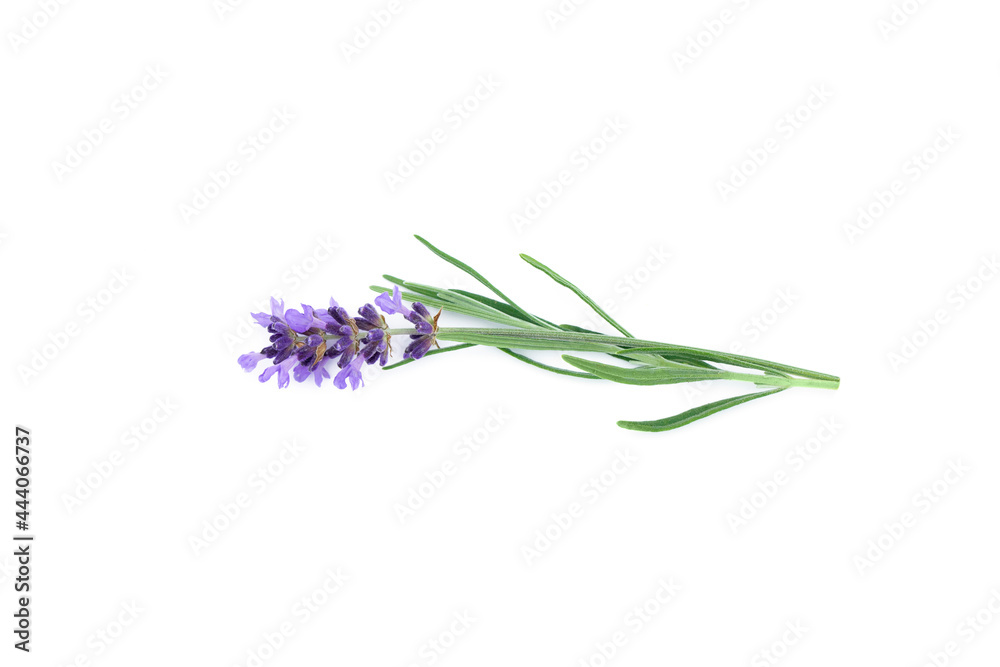 Fototapeta premium Lavender flowers isolated on white background.