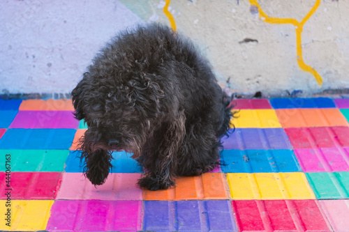 little dog on a colorful floor