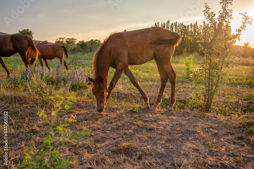 Foal in the pasture