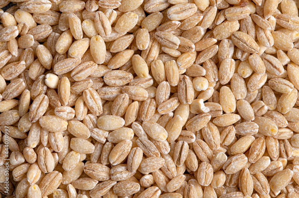 Background of Barley Wheat Up Close Background of Barley Wheat Up Close