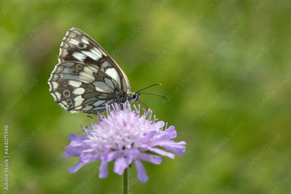 Naklejka premium Marbled white (Melanargia galathea).