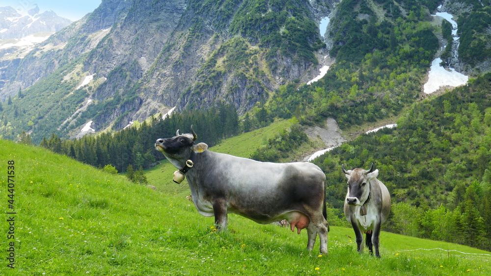 zwei Kühe mit Glocken stehen auf einer grünen Alm vor hohen Bergen mit Wald im Kleinwalsertal