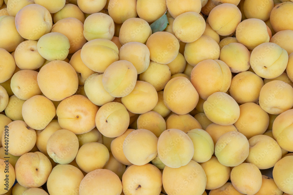 fresh and ripe apricot fruits as a background fresh and ripe apricot fruits as a background