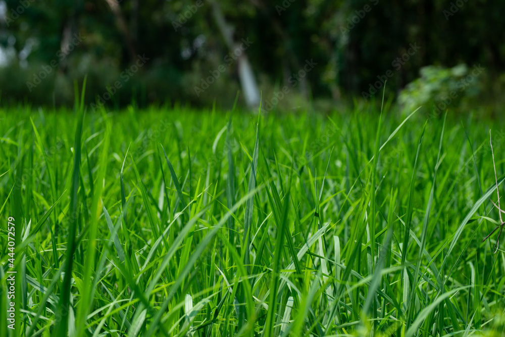Obraz premium Green rice plants in the field