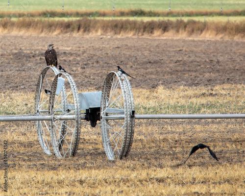 Young bald eagle and birds in a field