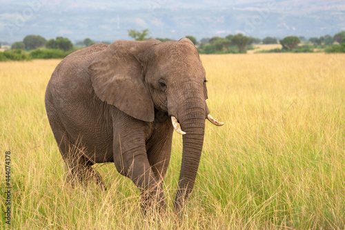 African elephant, Loxodonta africana © alfotokunst