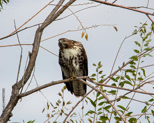 hawk on a branch