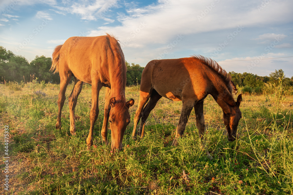 Obraz premium Golden horses at sunset