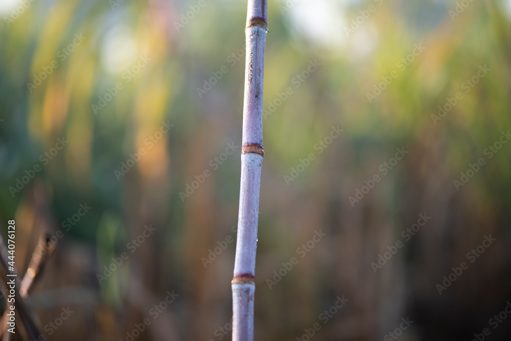Sugarcane Isolated On Blurry Background Stock Photo Adobe Stock sugarcane-isolated-on-blurry-background-stock-photo-adobe-stock