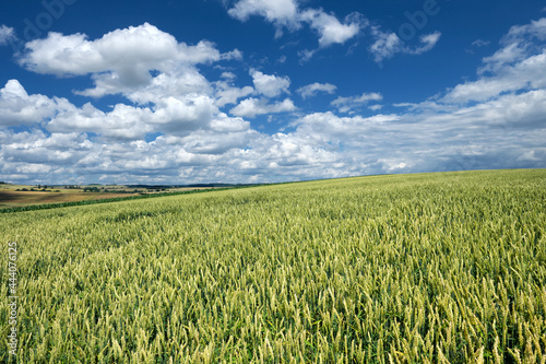 Getreidefeld im Sommer Anfang Juli bei Sonnenschein und blauer Himmel mit wei  en Wolken und Panorama von H  gellandschaft auf dem Maifeld in der Eifel in Rheinland-Pfalz - Stockfoto