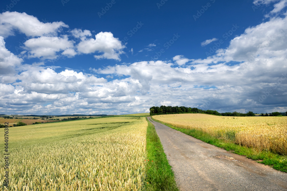 Fototapeta premium Feldweg durch Getreidefeld im Sommer Anfang Juli bei Sonnenschein und blauer Himmel mit weißen Wolken und Panorama von Hügellandschaft auf dem Maifeld in der Eifel in Rheinland-Pfalz - Stockfoto