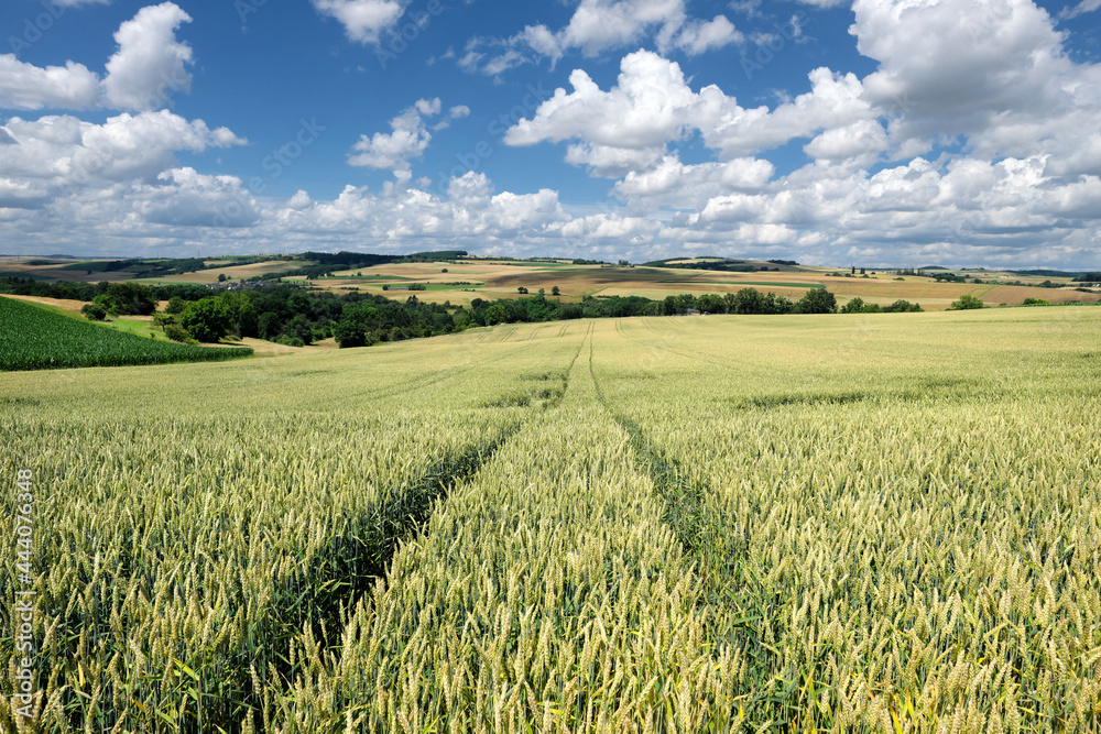 Getreidefeld im Sommer Anfang Juli bei Sonnenschein und blauer Himmel mit weißen Wolken und Panorama von Hügellandschaft auf dem Maifeld in der Eifel in Rheinland-Pfalz - Stockfoto