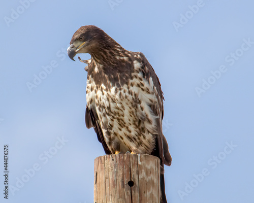 young bald eagle