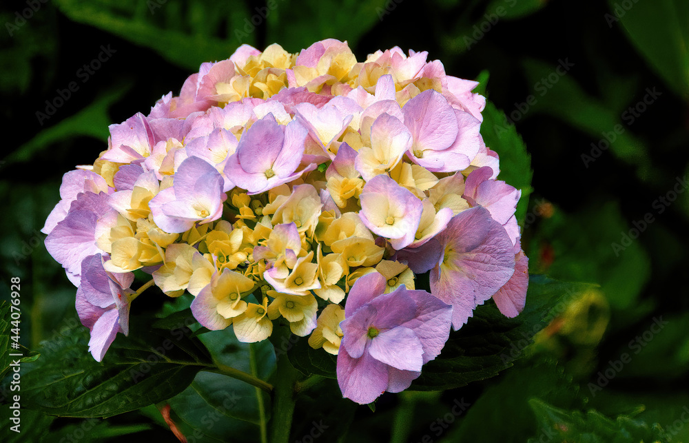 Fototapeta premium Pink hydrangea