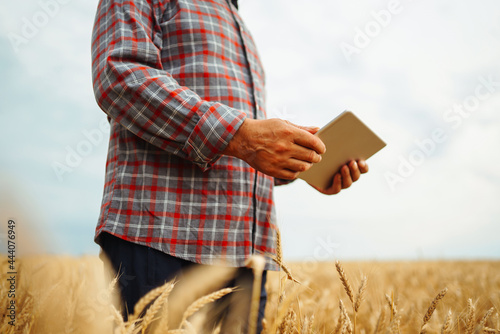 Farmer  in the hat checking wheat field progress, holding tablet using internet. Smart farming and digital agriculture. © maxbelchenko