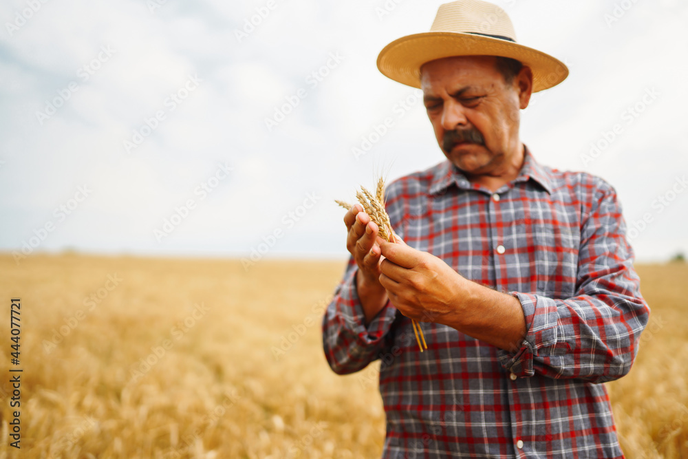 Fototapeta premium Farmer in the hatstraw hat standing in a wheat field, looking at the crop. The concept of the agricultural business.