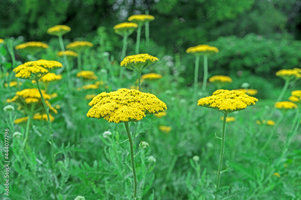 Obraz premium Field with flowering yellow yarrow Achillea filipendulina.
