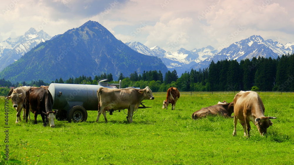 mehrere braune Kühe weiden auf einer grünen Alm vor hohen Bergen mit Schnee bei Oberstdorf