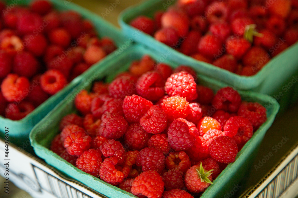 Raspberry u-pick, freshly picked raspberries at the pick your own farm Raspberry u-pick, freshly picked raspberries at the pick your own farm