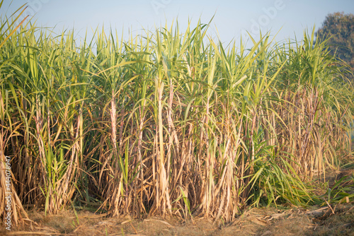 Sugarcane harvesting season, Sugarcane crop is ready to harvest.