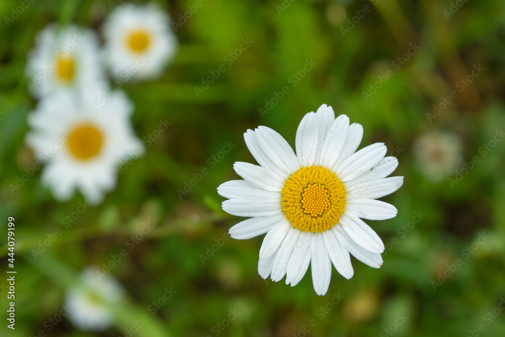 leucanthemum ircutianum flower on a meadow leucanthemum ircutianum flower on a meadow