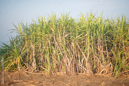 Sugarcane harvesting season, Sugarcane crop is ready to harvest.