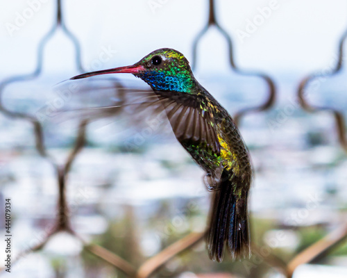 hummingbird photo