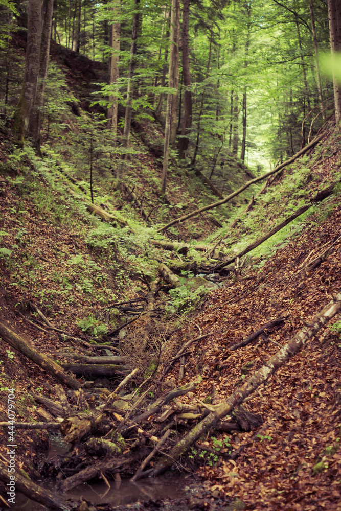 v shaped valley inside of a forest v shaped valley inside of a forest