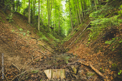 Fototapeta Naklejka Na Ścianę i Meble -  v shaped valley inside of a forest