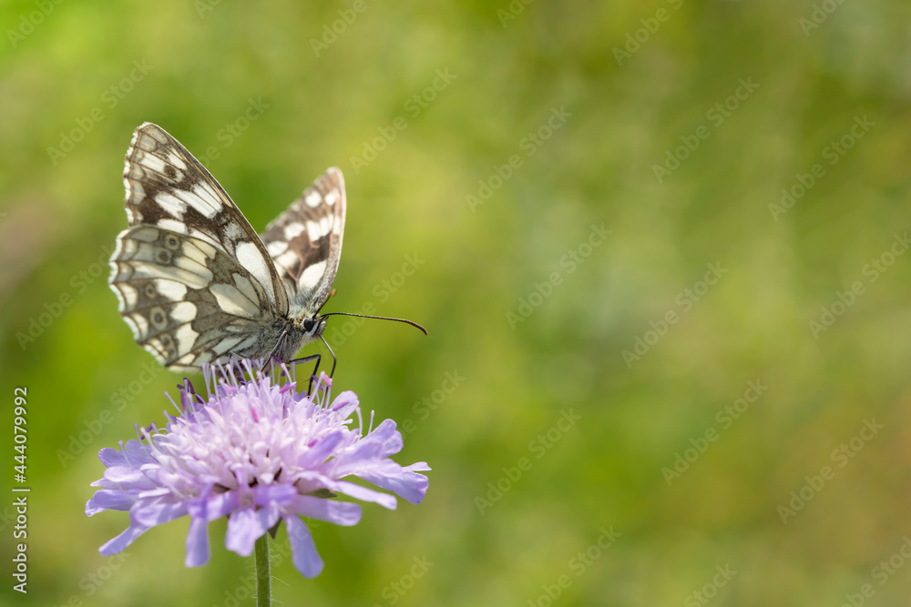 Fototapeta premium Marbled white (Melanargia galathea).