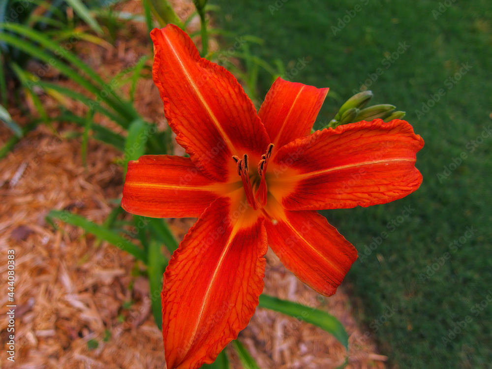 Orange Daylily Close Up in a Garden