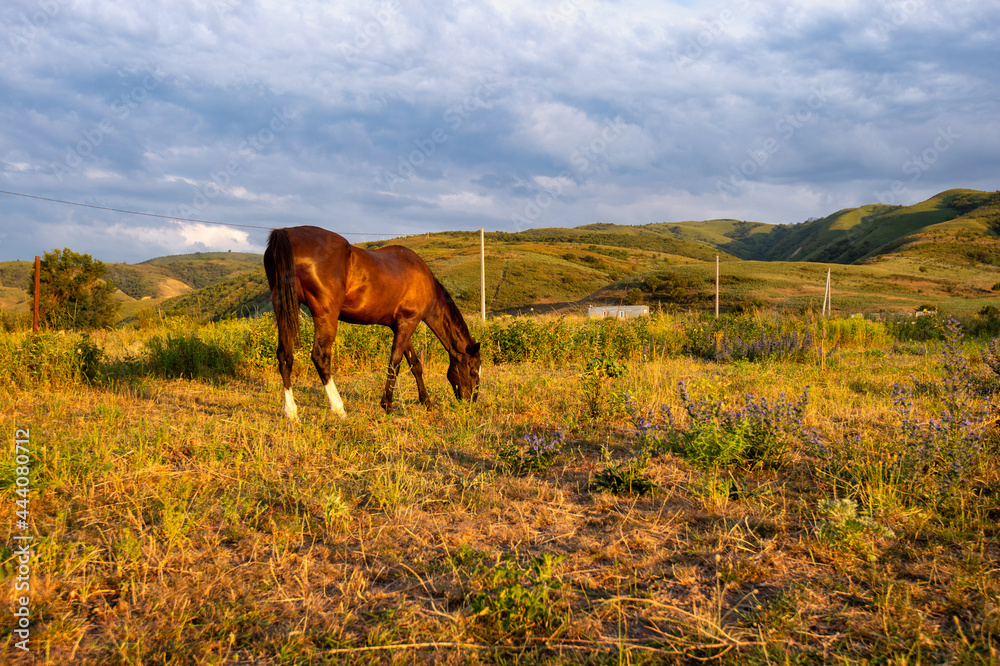 horse in the field