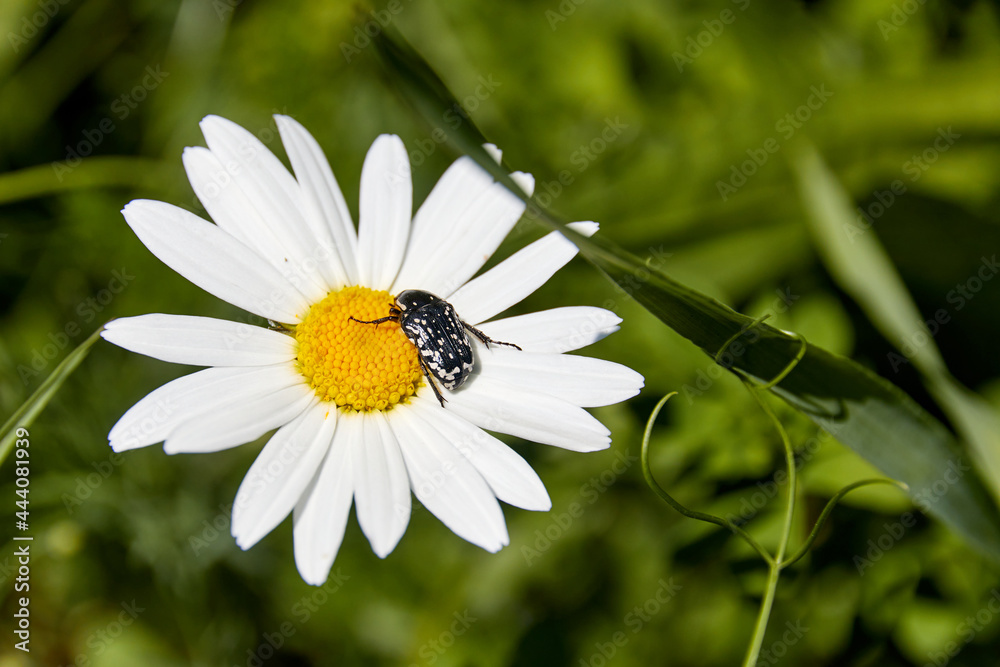 close-up of beetle sitting on a daisy flower close-up of beetle sitting on a daisy flower