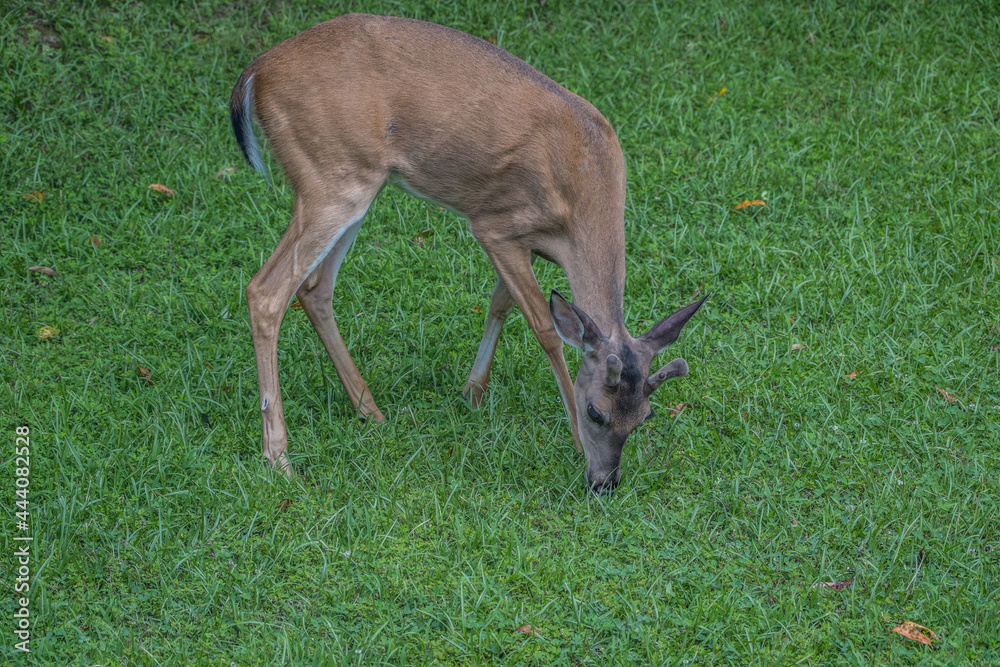 Young male whitetail deer closeup Young male whitetail deer closeup