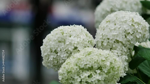 White gorgeous flower hats. Hydrangea arborescens in a street flower bed, commonly known as smooth hydrangea, wild hydrangea, sevenbark, or in some cases, sheep flower. Attractive native shrub photo