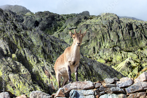 Mountain goat at the top of a peak