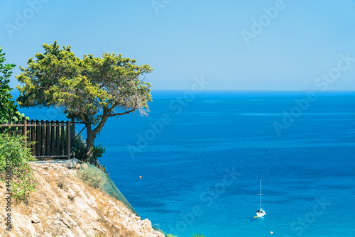 Beautiful olive tree on cliff over a bright blue sea with a boat. Near Cape Greco on Cyprus island, Mediterranean Sea