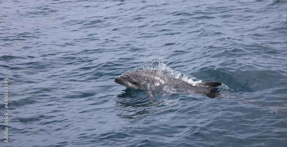 Obraz premium dolphin in the water, bottlenose