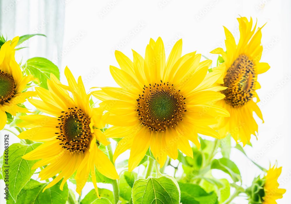 Obraz premium 部屋に飾った向日葵の切り花