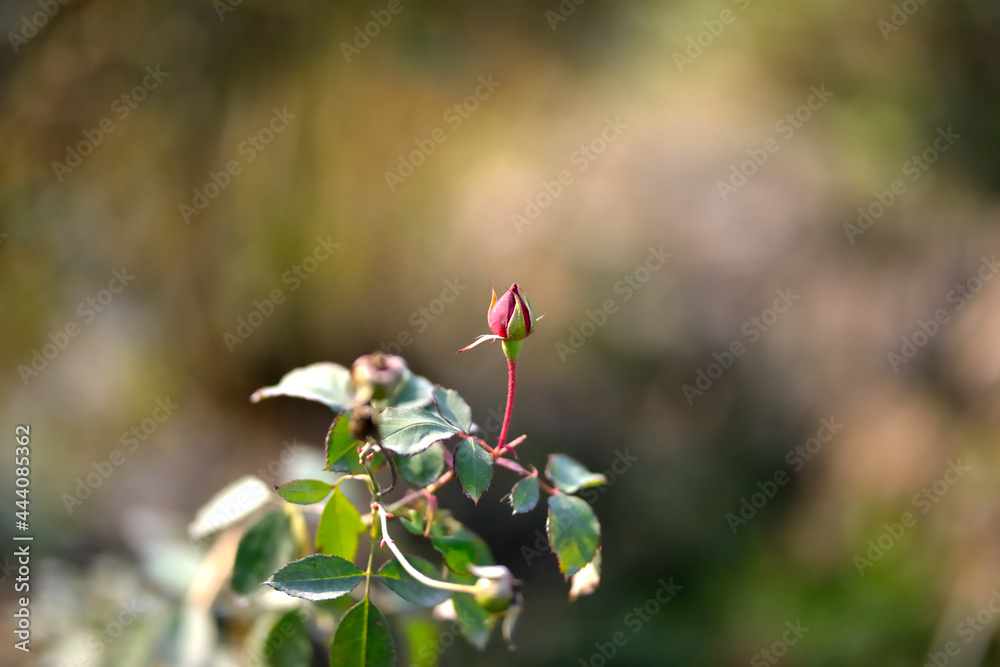 Closeup of a Rosebud in a garden, Red Rose Bud rowing on a bush with greenery in the background. Closeup of a Rosebud in a garden, Red Rose Bud rowing on a bush with greenery in the background.