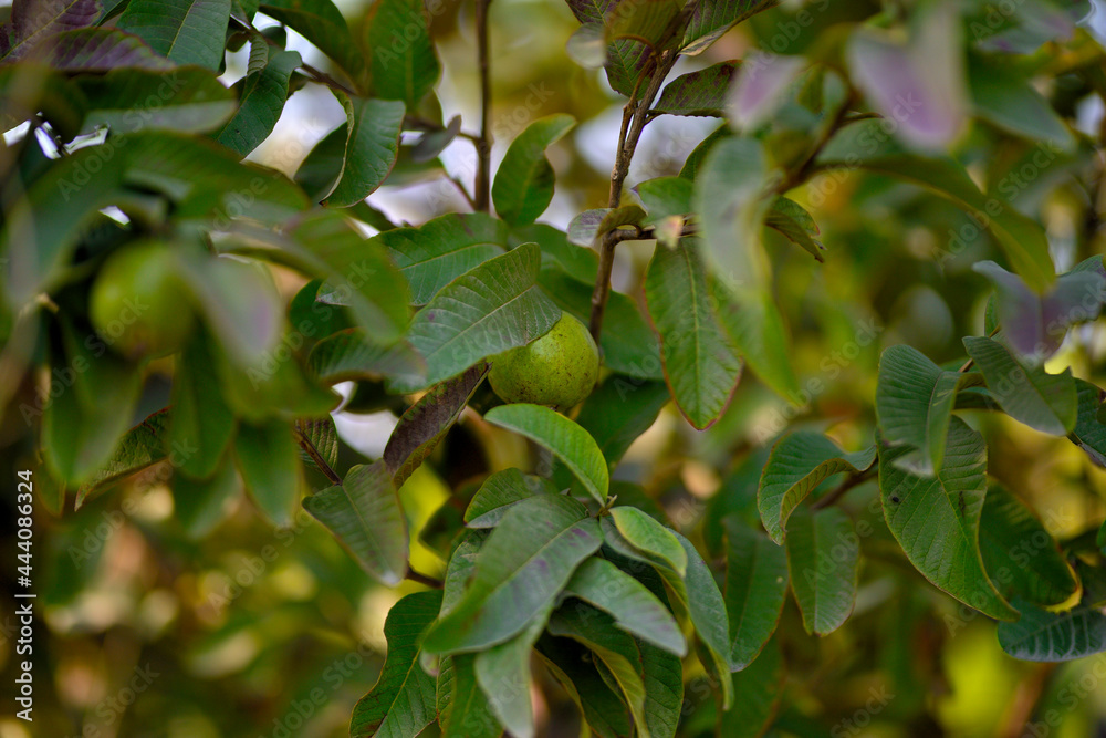 Guava fruit tree in an organic tropical garden, Fresh and Healthy guava raw fruit in the guava farm. Guava fruit tree in an organic tropical garden, Fresh and Healthy guava raw fruit in the guava farm.
