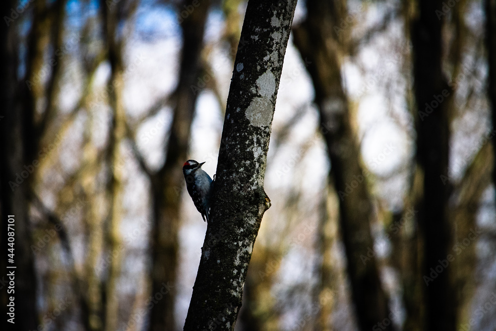 Woodpecker in Michigan