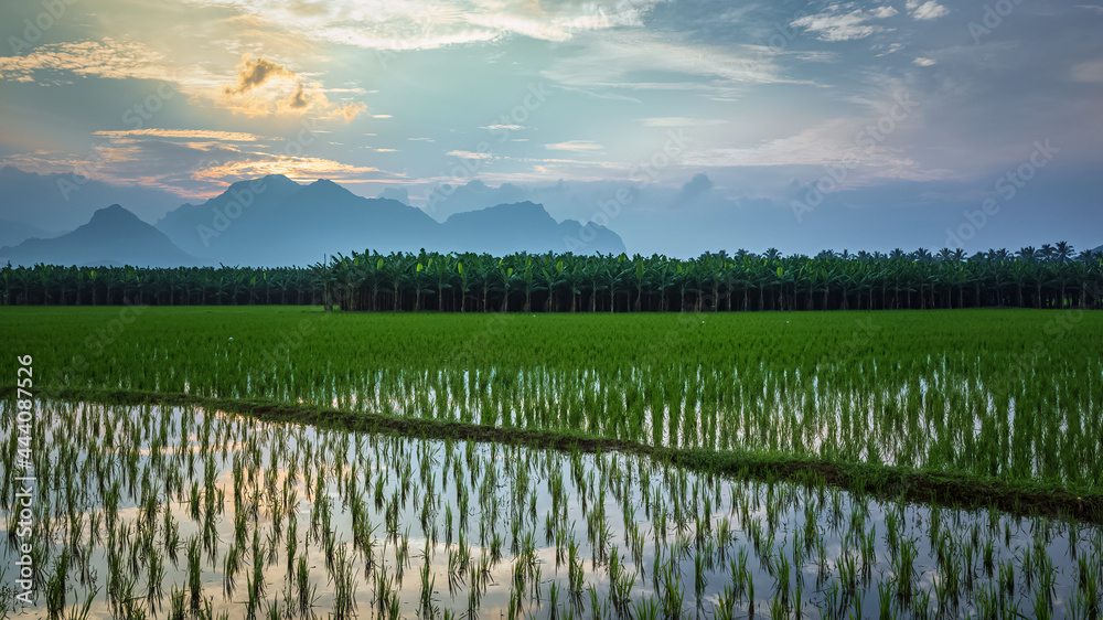 Beautiful landscape growing Paddy rice field with mountain and blue sky background in Nagercoil. Tamil Nadu, South India.