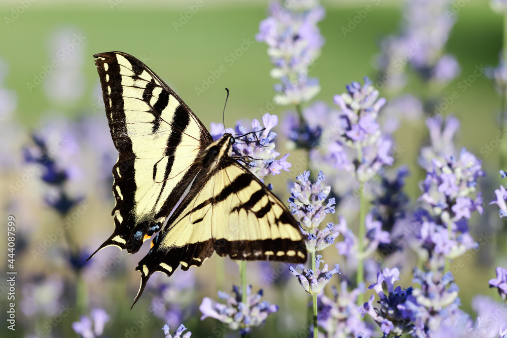 Swallowtail butterfly and lavender. Swallowtail butterfly and lavender.
