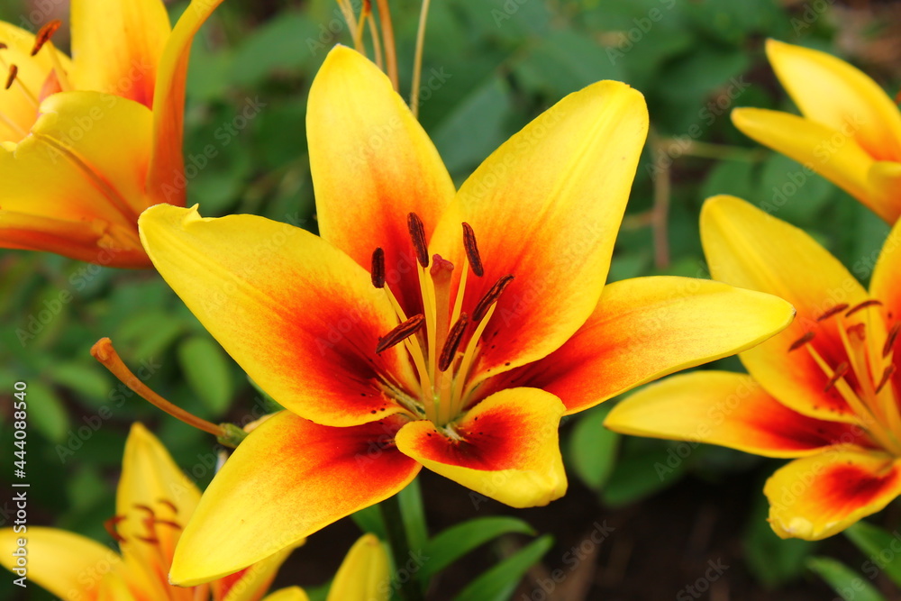 Obraz premium Yellow-red lilies