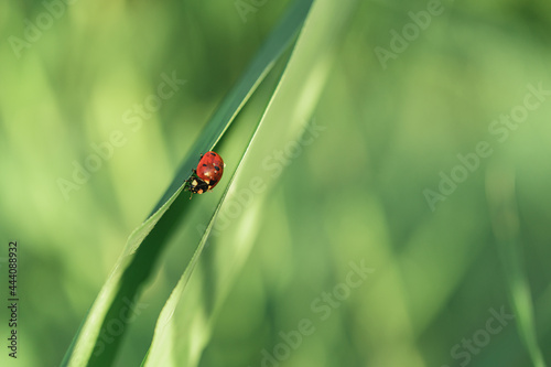 Red ladybug on a green cane leaf. Close-up, there is a place for text.