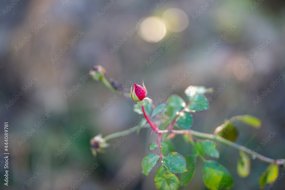 Closeup of a Rosebud in a garden, Red Rose Bud rowing on a bush with greenery in the background. Closeup of a Rosebud in a garden, Red Rose Bud rowing on a bush with greenery in the background.